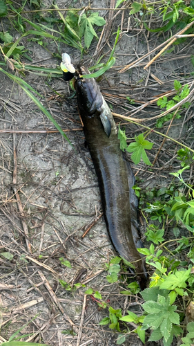 ナマズの釣果