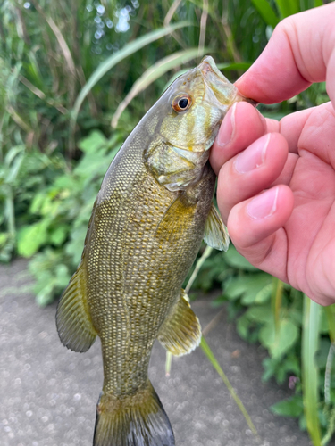 スモールマウスバスの釣果