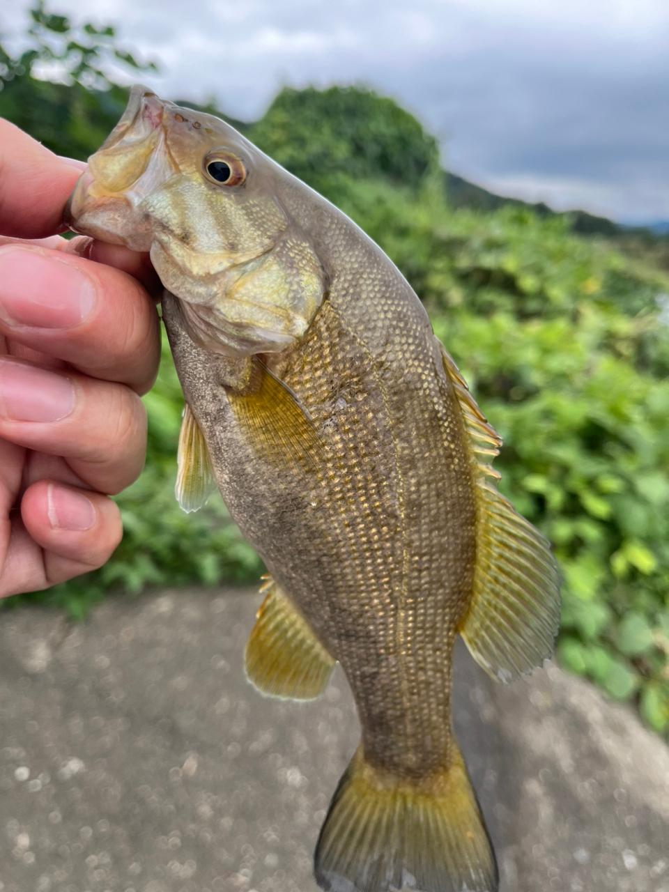 スモールマウスバス