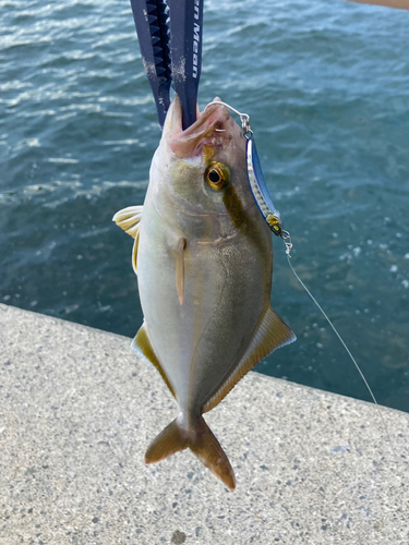 ショゴの釣果