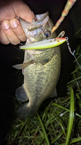 ブラックバスの釣果