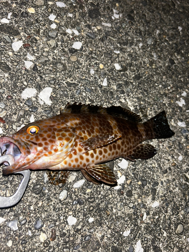 オオモンハタの釣果