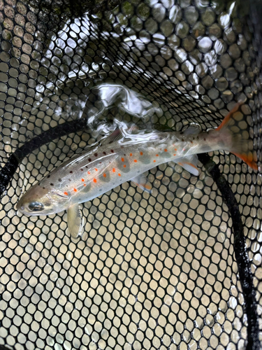 アマゴの釣果