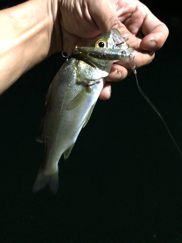 セイゴ（マルスズキ）の釣果