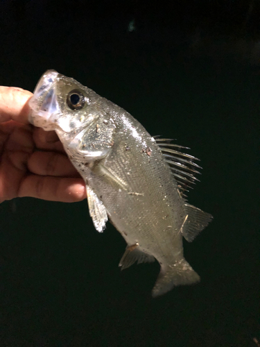 セイゴ（ヒラスズキ）の釣果