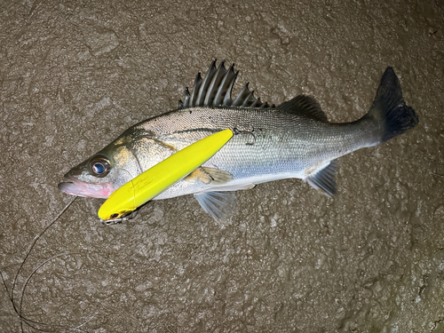 シーバスの釣果