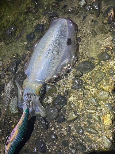 アオリイカの釣果