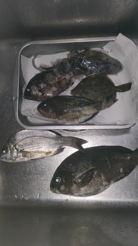 メジナの釣果