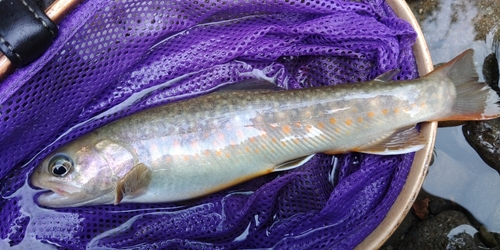 イワナの釣果