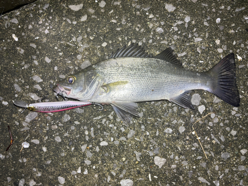 セイゴ（ヒラスズキ）の釣果