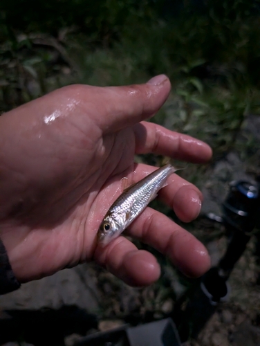 モロコの釣果