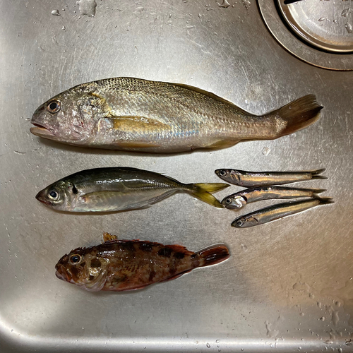 イシモチの釣果