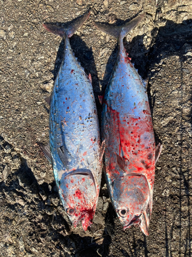 ヒラソウダの釣果