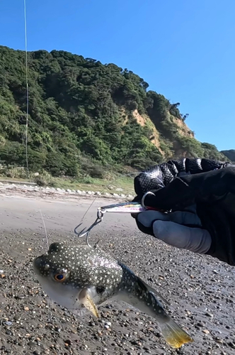 クサフグの釣果