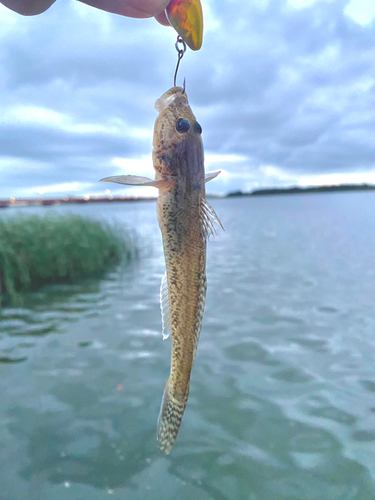 ハゼの釣果