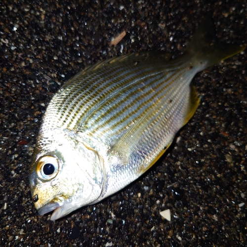 ヘダイの釣果