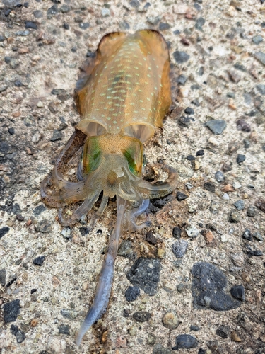 アオリイカの釣果