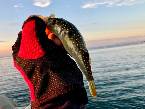 フグの釣果