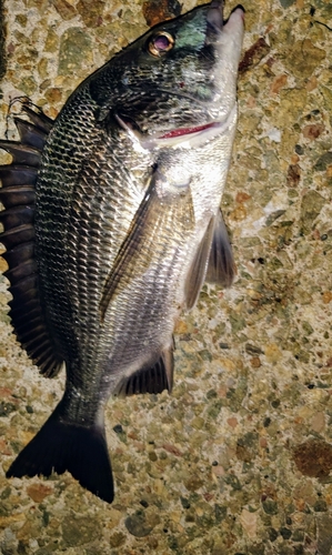 クロダイの釣果