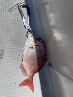 ハナダイの釣果