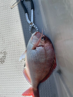 ハナダイの釣果