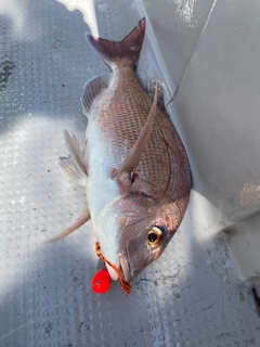 マダイの釣果