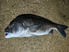 チヌの釣果