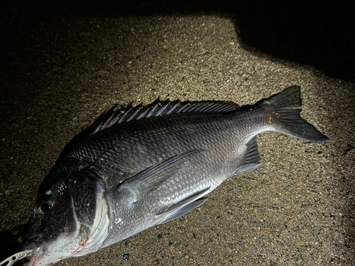 チヌの釣果