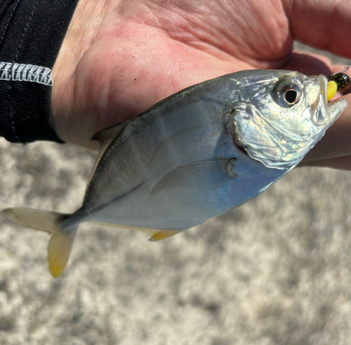 オニヒラアジの釣果