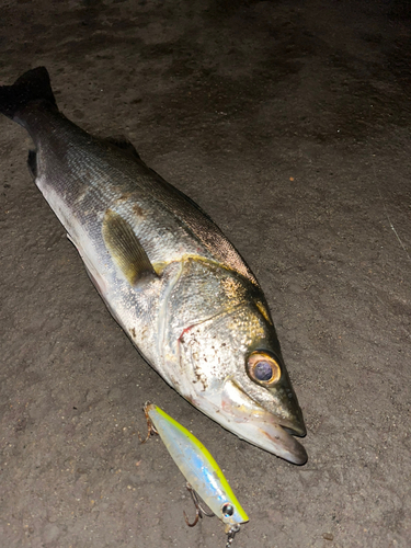 シーバスの釣果