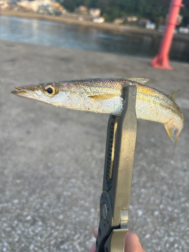 カマスの釣果