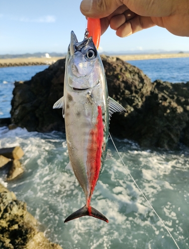 スマガツオの釣果