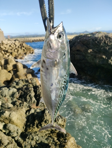 スマガツオの釣果