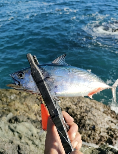 スマガツオの釣果