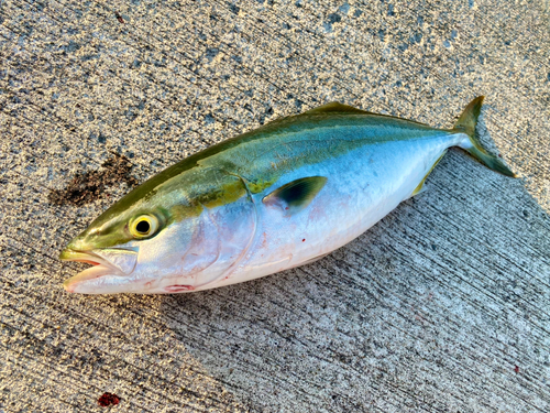 内浦湾（北海道）