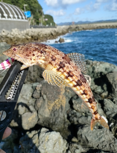 エソの釣果