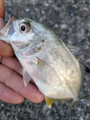 ギンガメアジの釣果