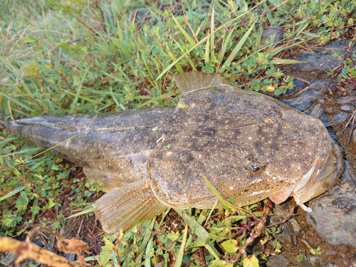 マゴチの釣果