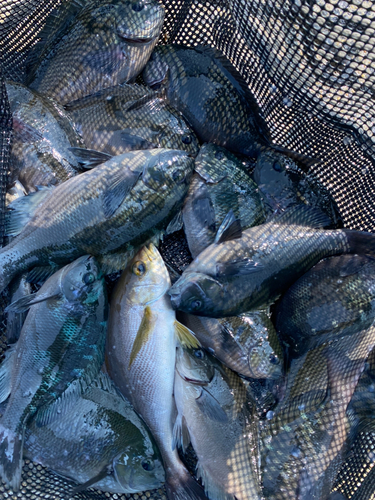 イサキの釣果