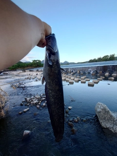 ナマズの釣果