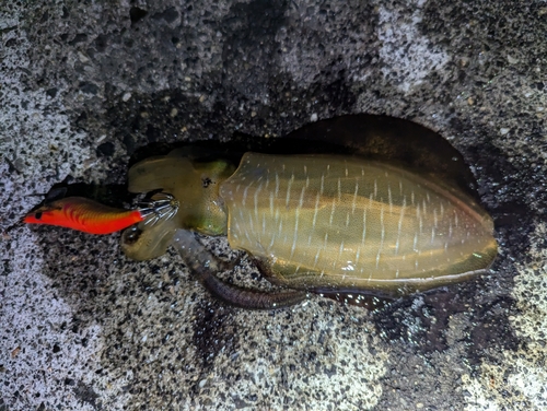 アオリイカの釣果