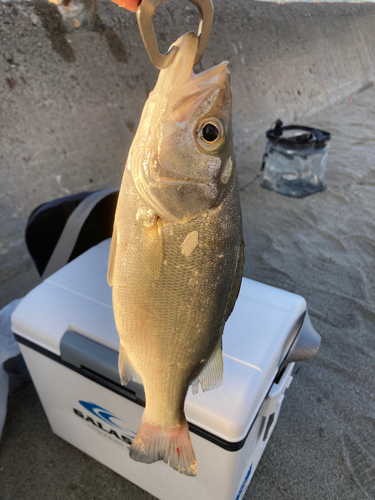 スズキの釣果