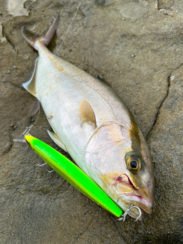 ショゴの釣果