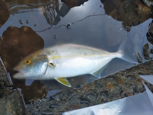 ネリゴの釣果