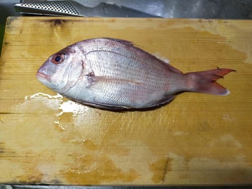 マダイの釣果