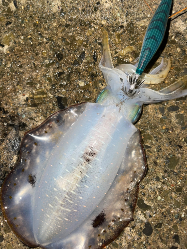 アオリイカの釣果