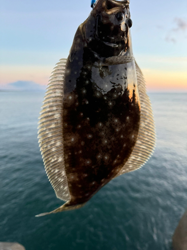 ソゲの釣果