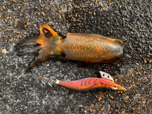 アオリイカの釣果