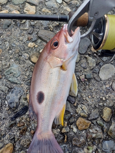 クロホシフエダイの釣果