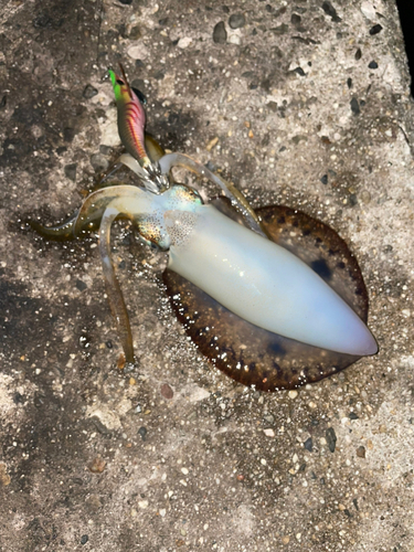 イカの釣果